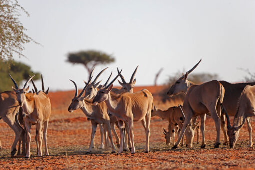 02.11. - Reisebericht "Unter dem Kreuz des Südens in Namibia"